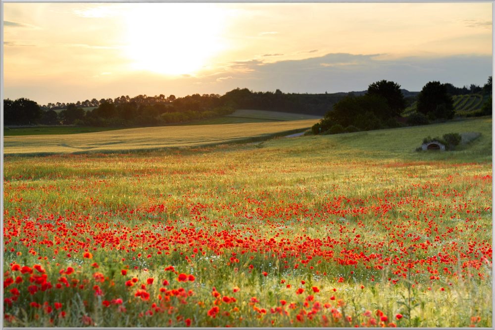 image LAND Bild mit Rahmen Wiese mit Mohn  | Schubiger Möbel