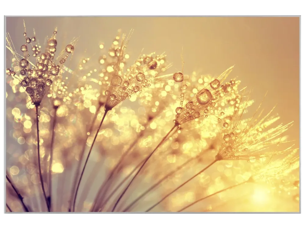 image LAND Bild mit Rahmen Pusteblume mit Morgentau  | Schubiger Möbel