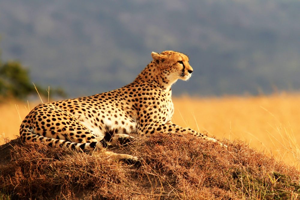 image LAND Alubild Gepard  | Schubiger Möbel