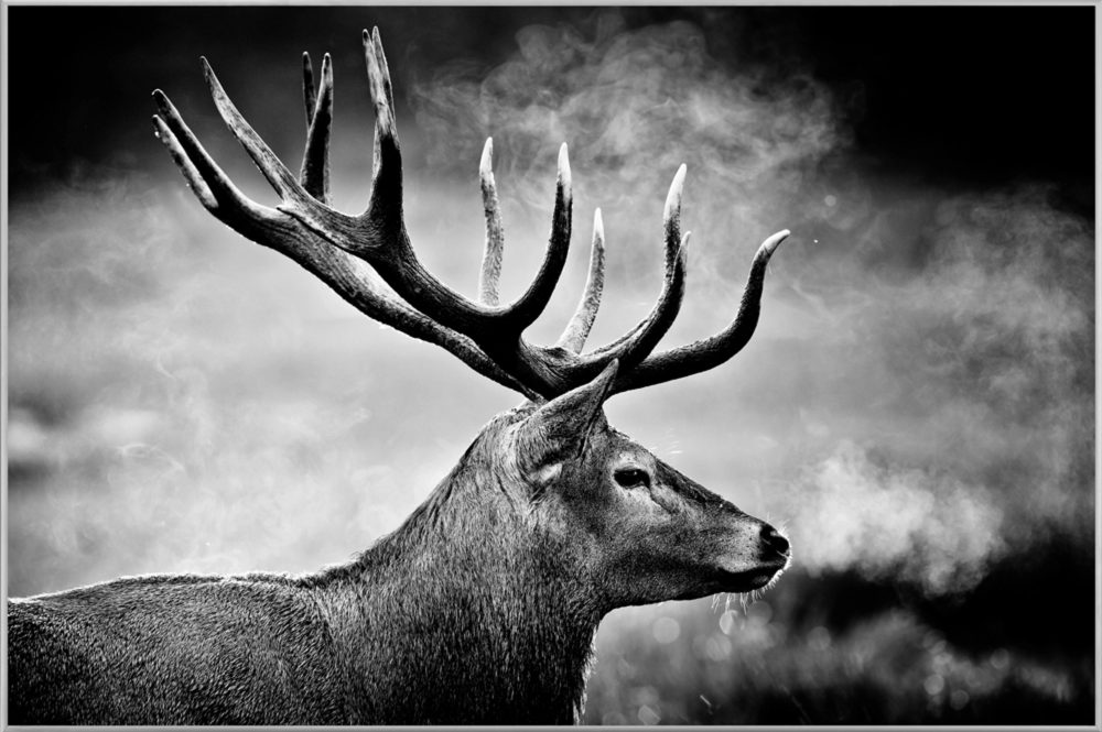 image LAND Bild mit Rahmen Hirsch in Schwarz Weiss  | Schubiger Möbel