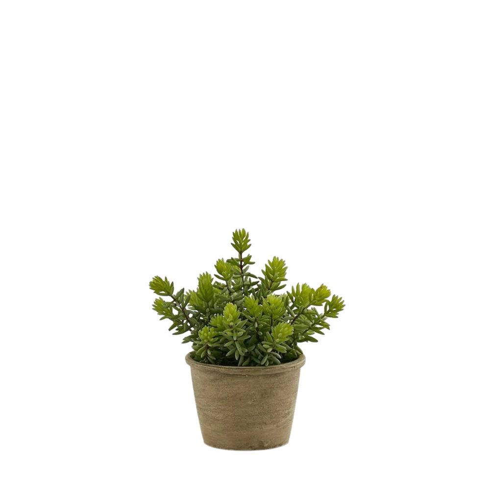Edg Kunstpflanze Sukkulente im Topf H: 24 cm  | Schubiger Möbel