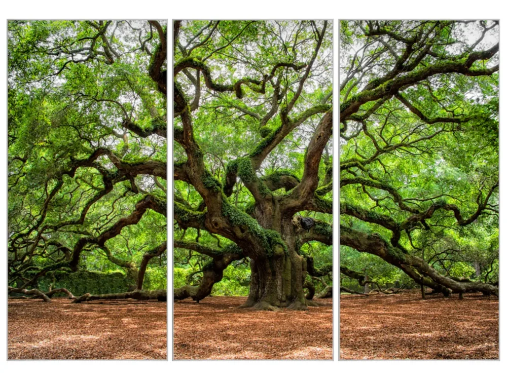 image LAND Bild mit Rahmen Verzweigter Baum  | Schubiger Möbel