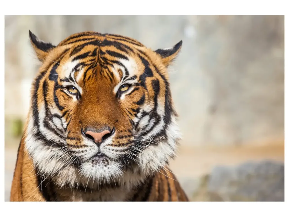image LAND Digitaldruck auf Acrylglas Tiger  | Schubiger Möbel