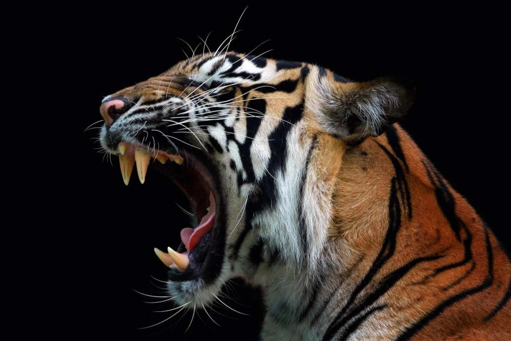 image LAND Canvas Fauchender Tiger  | Schubiger Möbel