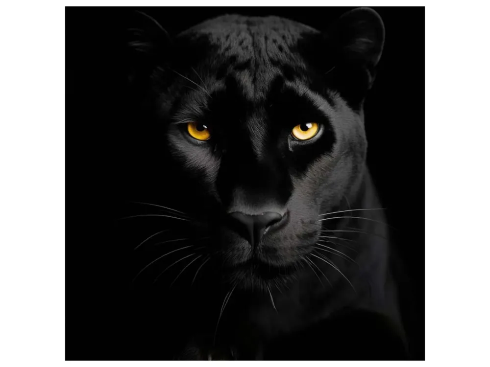 image LAND Canvas Black Panther  | Schubiger Möbel