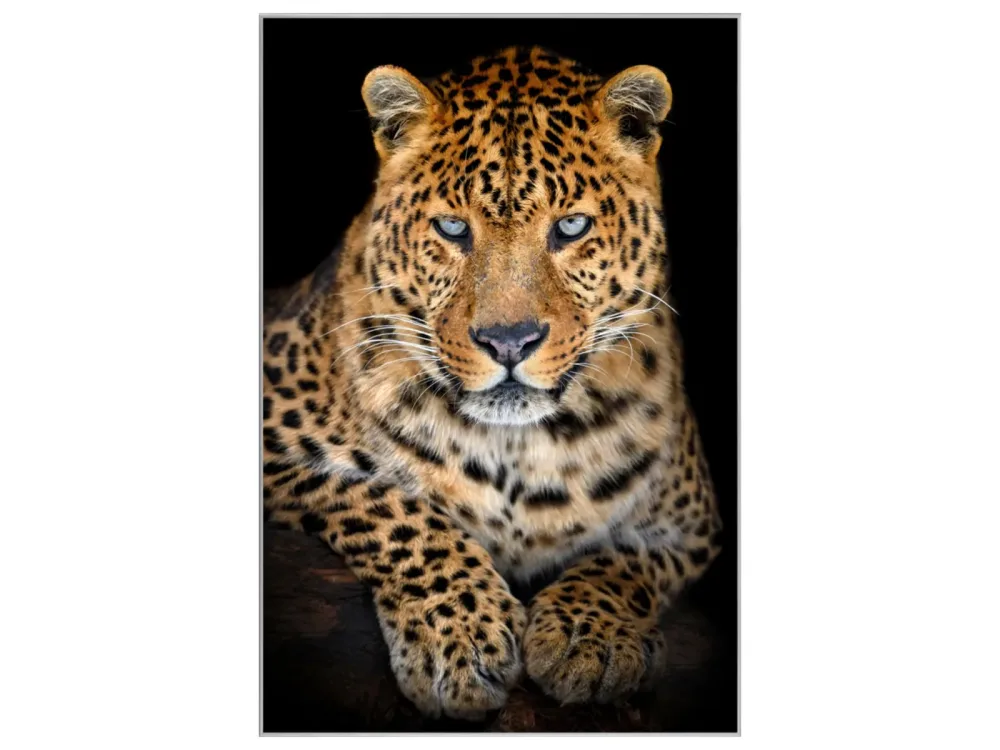 image LAND Bild mit Rahmen Leo mit Stahlblauem Blick  | Schubiger Möbel