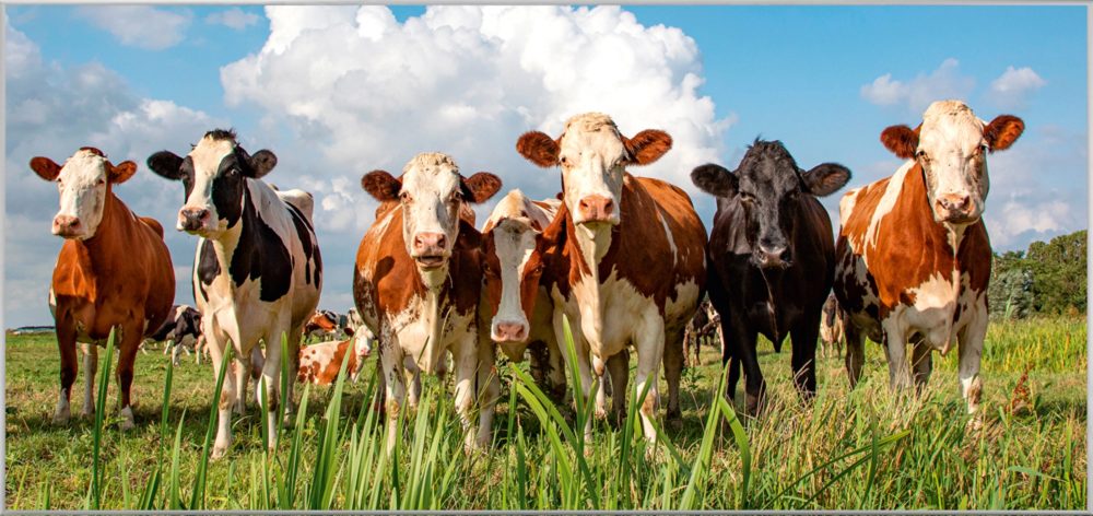image LAND Bild mit Rahmen Milky Way  | Schubiger Möbel