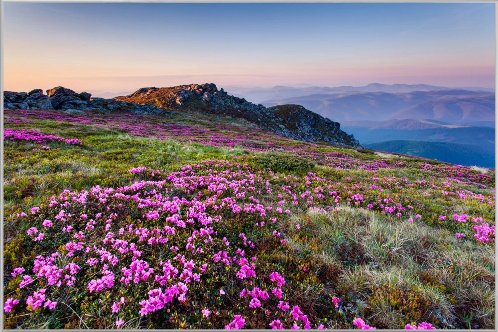 image LAND Bild mit Rahmen Alpenlandschaft mit Lila Blumen  | Schubiger Möbel