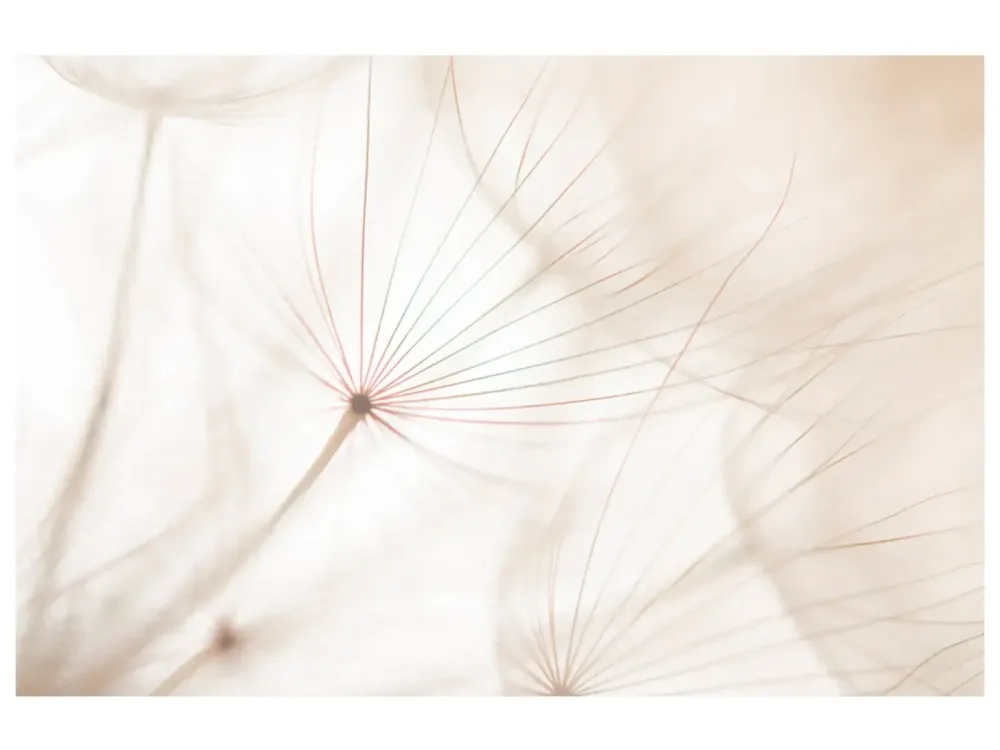 image LAND Digitaldruck auf Acrylglas Pusteblume 2  | Schubiger Möbel