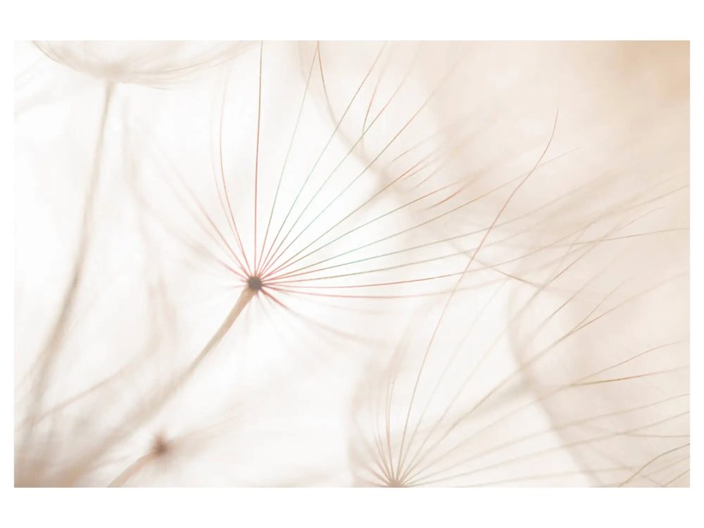 image LAND Digitaldruck auf Acrylglas Pusteblume 2  | Schubiger Möbel