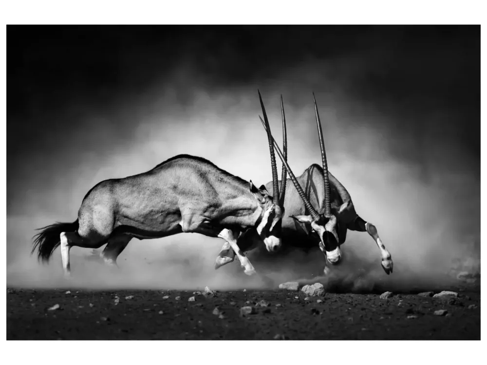 image LAND Canvas 2 Kämpfende Oryx  | Schubiger Möbel