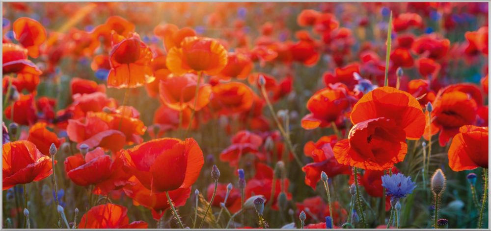 image LAND Bild mit Rahmen Mohnblumen 6  | Schubiger Möbel