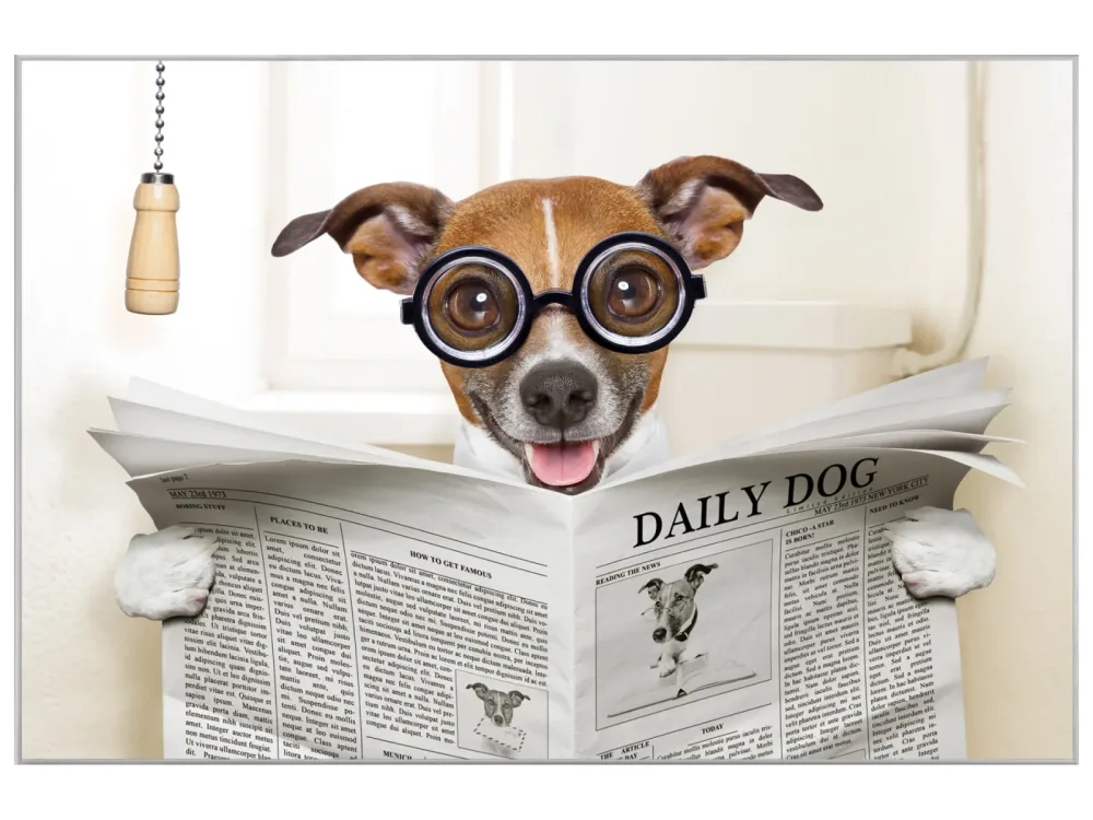 image LAND Bild mit Rahmen Hund mit Zeitung  | Schubiger Möbel