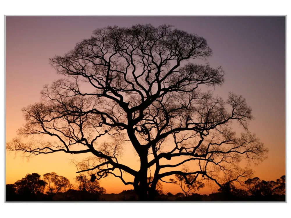 image LAND Bild mit Rahmen Gigantischer Baum im Sonnenuntergang  | Schubiger Möbel