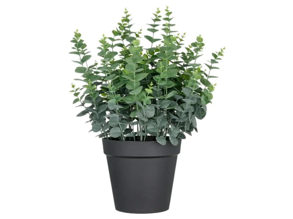 Gasper Kunstpflanzen Eukalyptus im Kunststofftopf H: 70 cm  | Schubiger Möbel