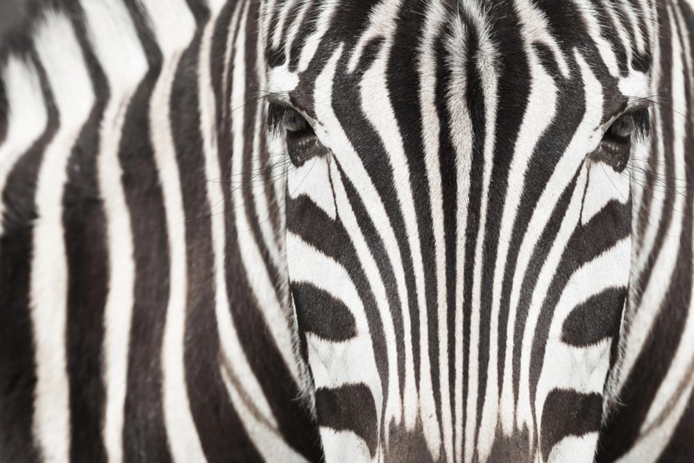 image LAND Alubild Zebra  | Schubiger Möbel