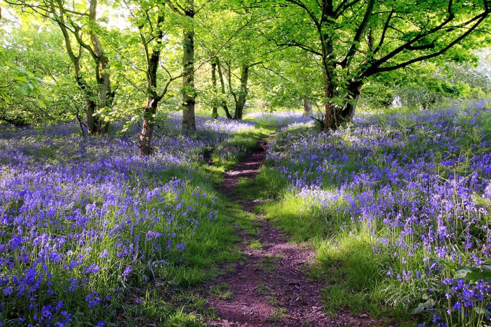 image LAND Canvas Wald mit Lavendel  | Schubiger Möbel