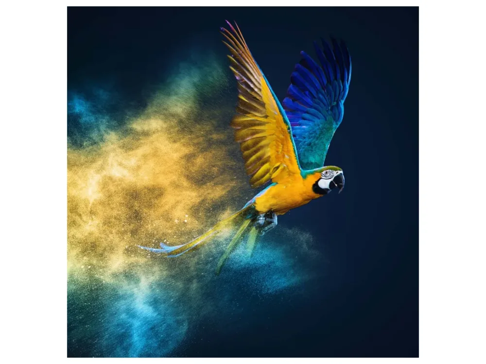 image LAND Canvas Fliegender Papagei  | Schubiger Möbel