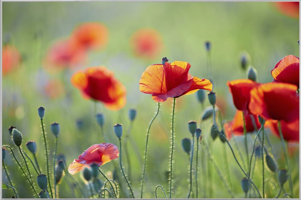 image LAND Bild mit Rahmen Mohnblumen 1  | Schubiger Möbel