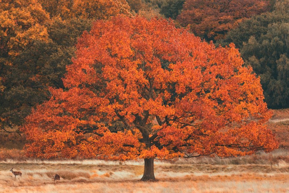 image LAND Alubild Herbstbaum  | Schubiger Möbel