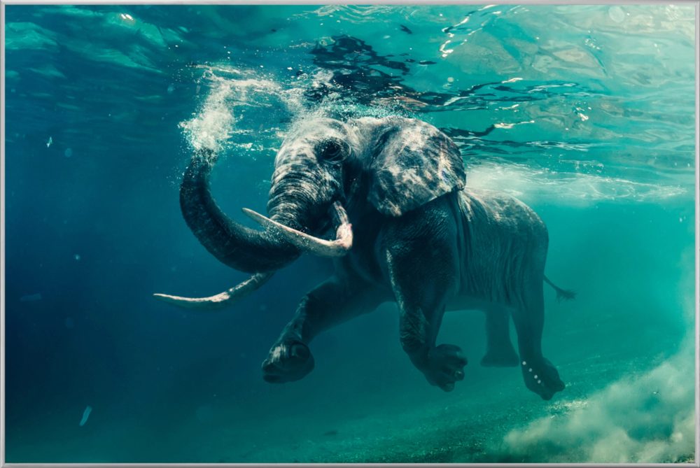 image LAND Bild mit Rahmen Schwimmender Elefant  | Schubiger Möbel