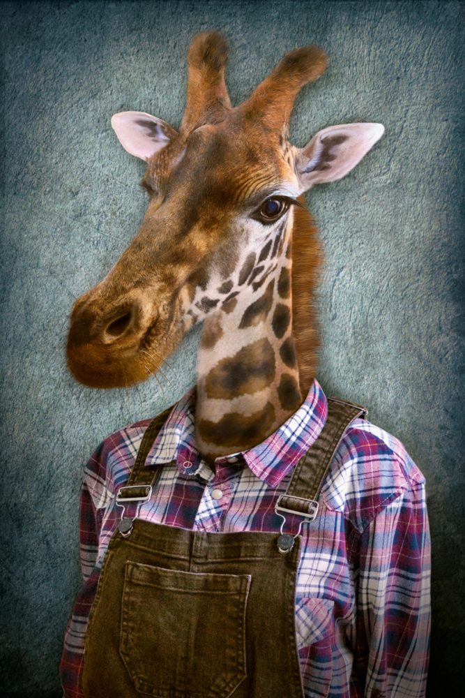 image LAND Alubild Giraffe mit Latzhose  | Schubiger Möbel