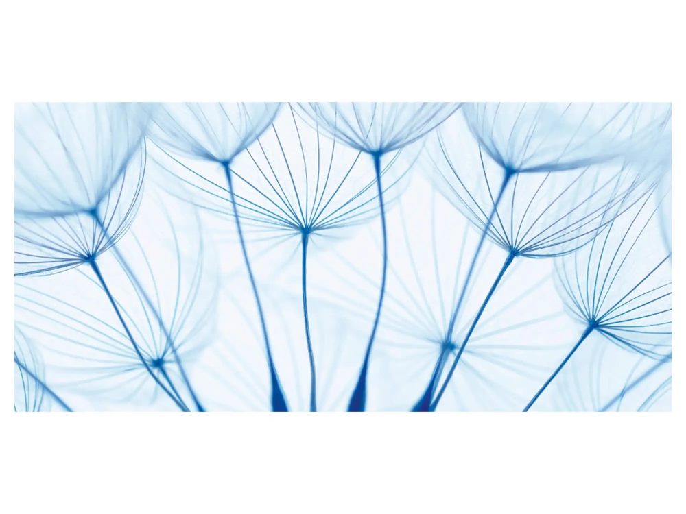 image LAND Digitaldruck auf Acrylglas Pusteblumen in Blau  | Schubiger Möbel