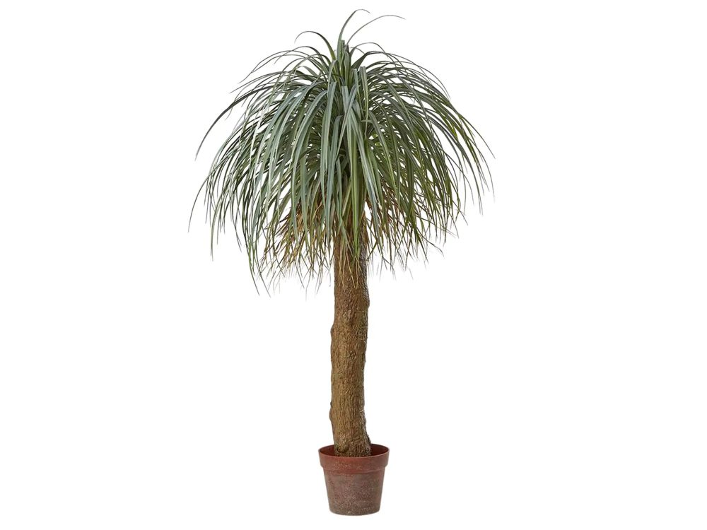 Edg Kunstpflanzen Beaucarnea H: 150 cm  | Schubiger Möbel