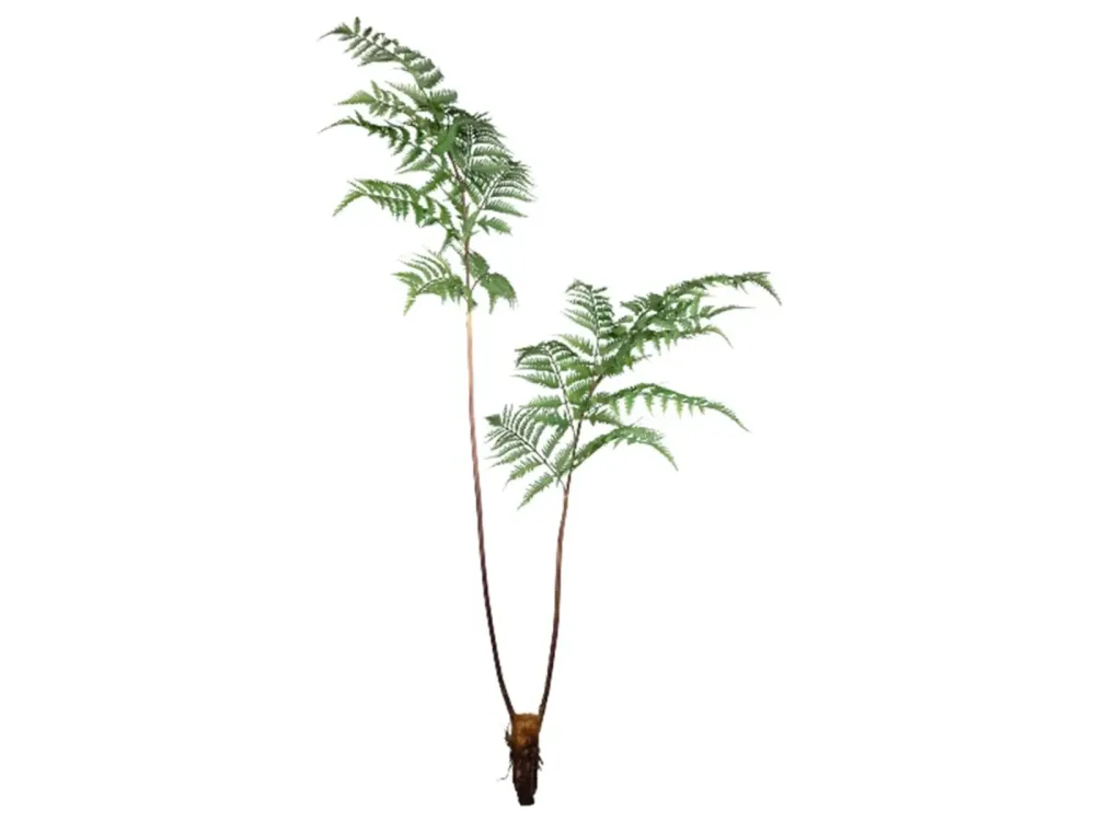 Gasper Kunstpflanze Farn H: 150 cm  | Schubiger Möbel