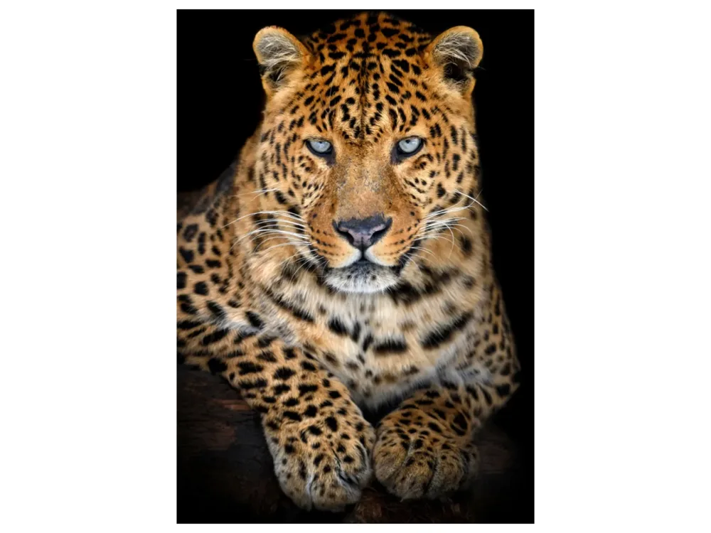 image LAND Alubild Leo mit Stahlblauem Blick  | Schubiger Möbel