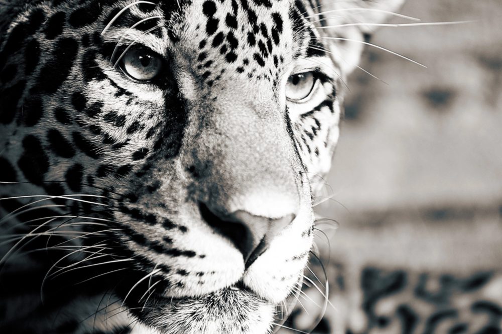 image LAND Canvas Leopard  | Schubiger Möbel