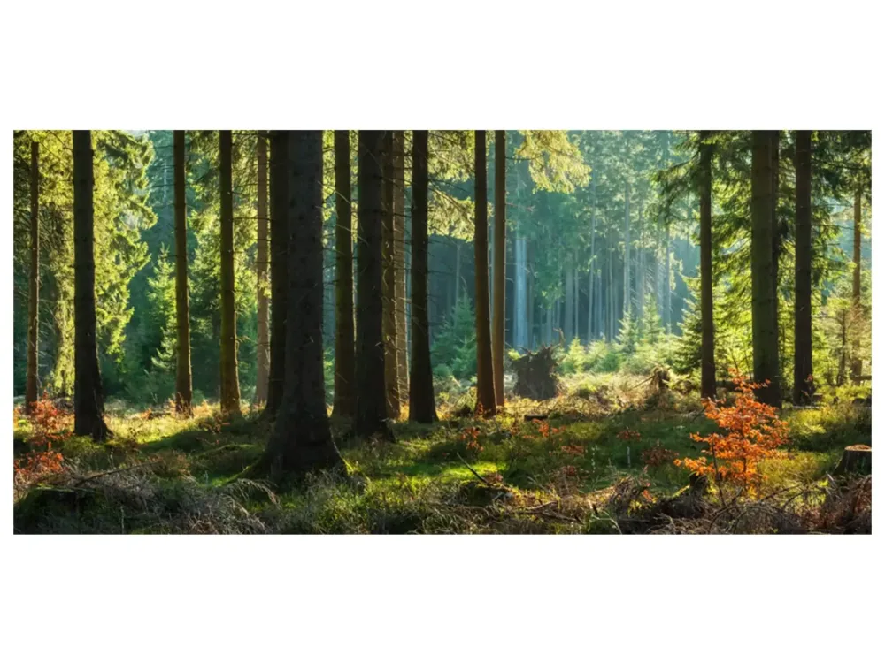 image LAND Digitaldruck auf Glas Herbstwald  | Schubiger Möbel