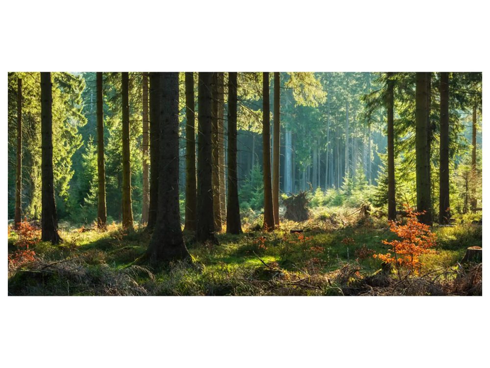 image LAND Digitaldruck auf Glas Herbstwald  | Schubiger Möbel
