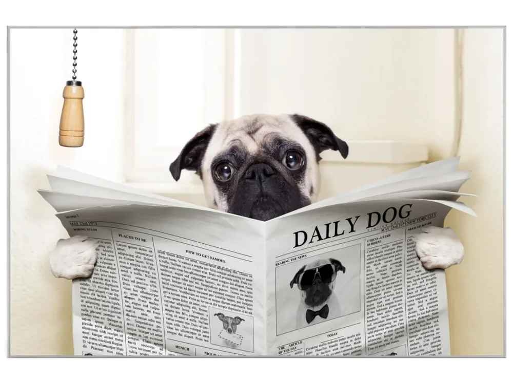 image LAND Bild mit Rahmen Mops mit Zeitung  | Schubiger Möbel