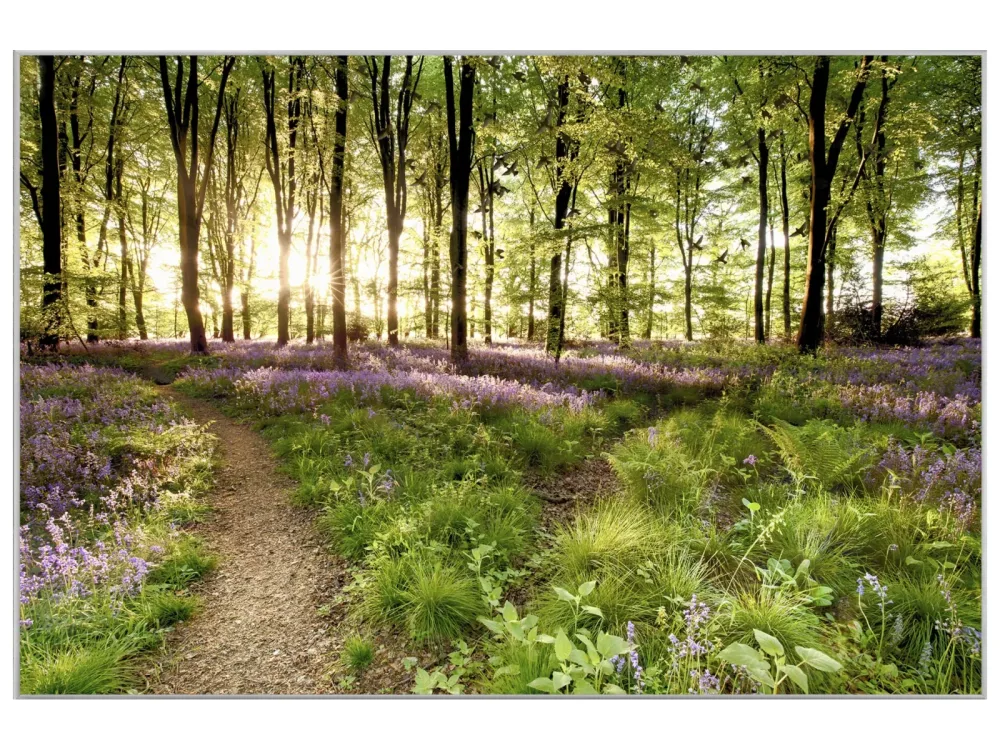 image LAND Bild mit Rahmen Waldweg  | Schubiger Möbel