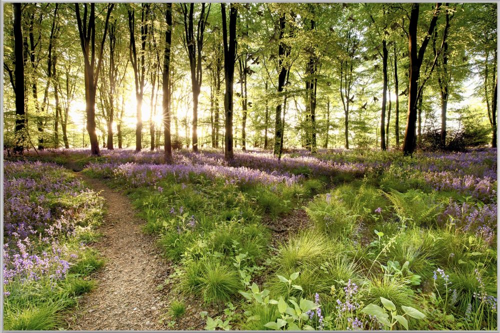image LAND Bild mit Rahmen Waldweg  | Schubiger Möbel