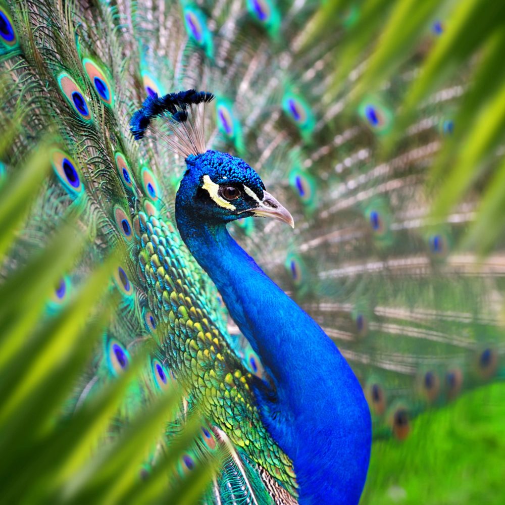 image LAND Alubild Eleganter Pfau  | Schubiger Möbel