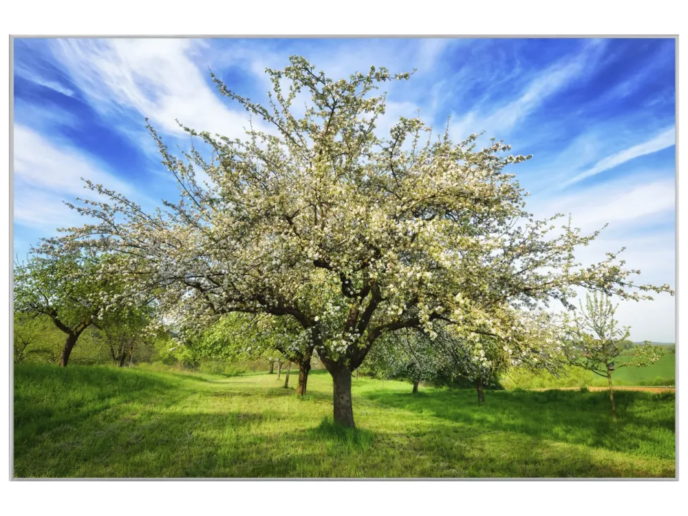image LAND Bild mit Rahmen Blühende Obstbäume  | Schubiger Möbel