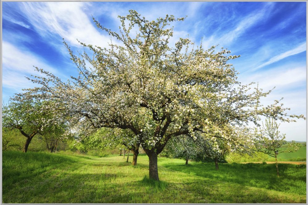 image LAND Bild mit Rahmen Blühende Obstbäume  | Schubiger Möbel
