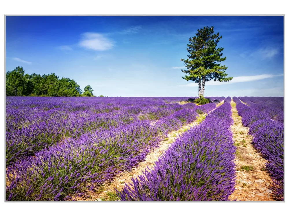 image LAND Bild mit Rahmen Lavendelfeld 2  | Schubiger Möbel