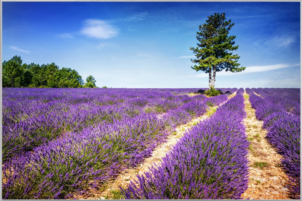 image LAND Bild mit Rahmen Lavendelfeld 2  | Schubiger Möbel