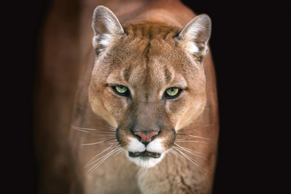 image LAND Alubild Puma  | Schubiger Möbel