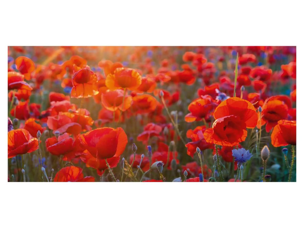 image LAND Digitaldruck auf Acrylglas Mohnblumen 6  | Schubiger Möbel