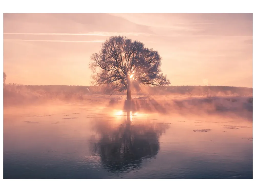 image LAND Alubild Baum mit Spiegelung  | Schubiger Möbel