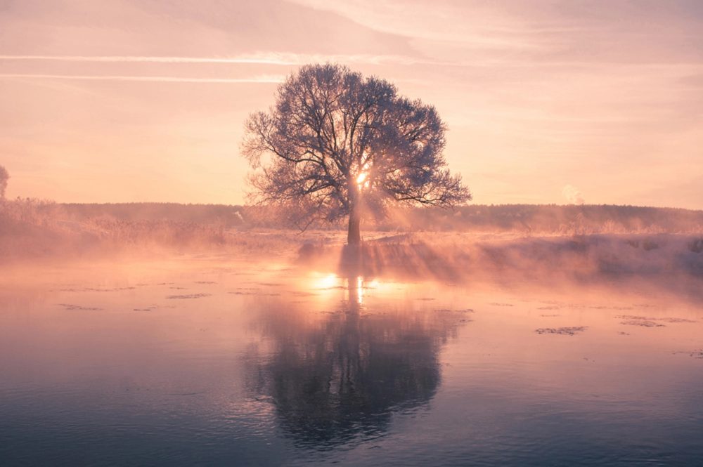 image LAND Alubild Baum mit Spiegelung  | Schubiger Möbel