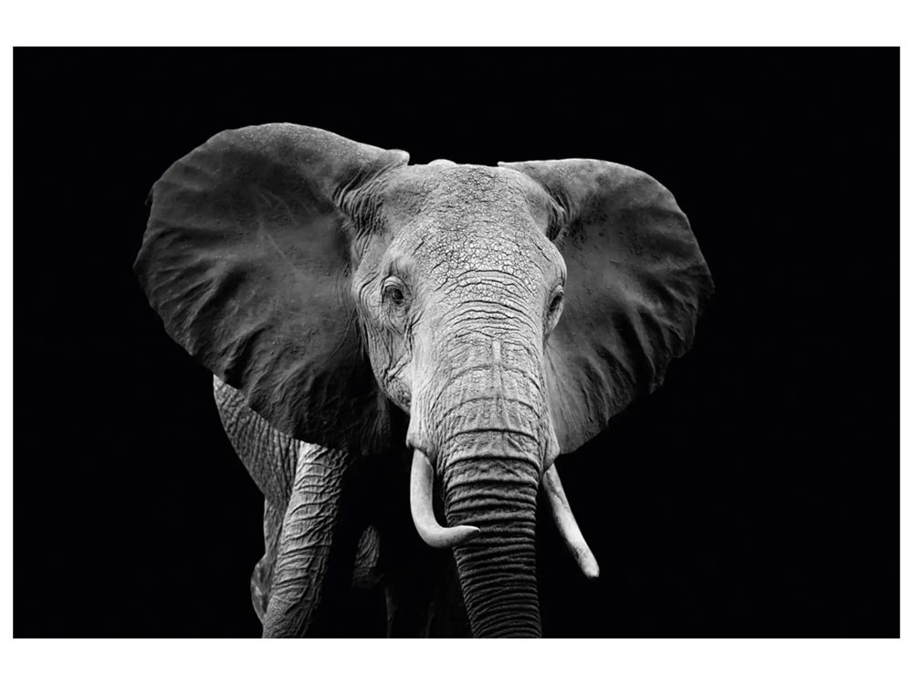 image LAND Digitaldruck auf Glas Majestätischer Elefant  | Schubiger Möbel