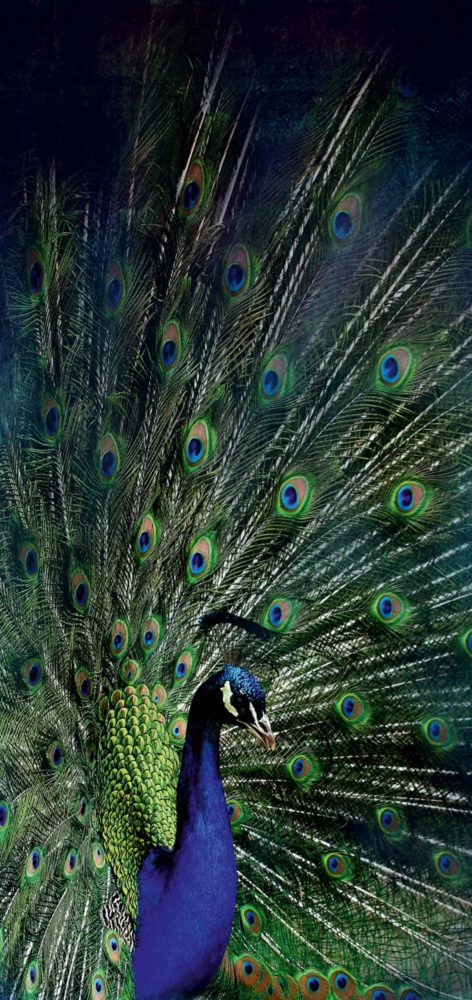 image LAND Alubild Majestätischer Pfau  | Schubiger Möbel