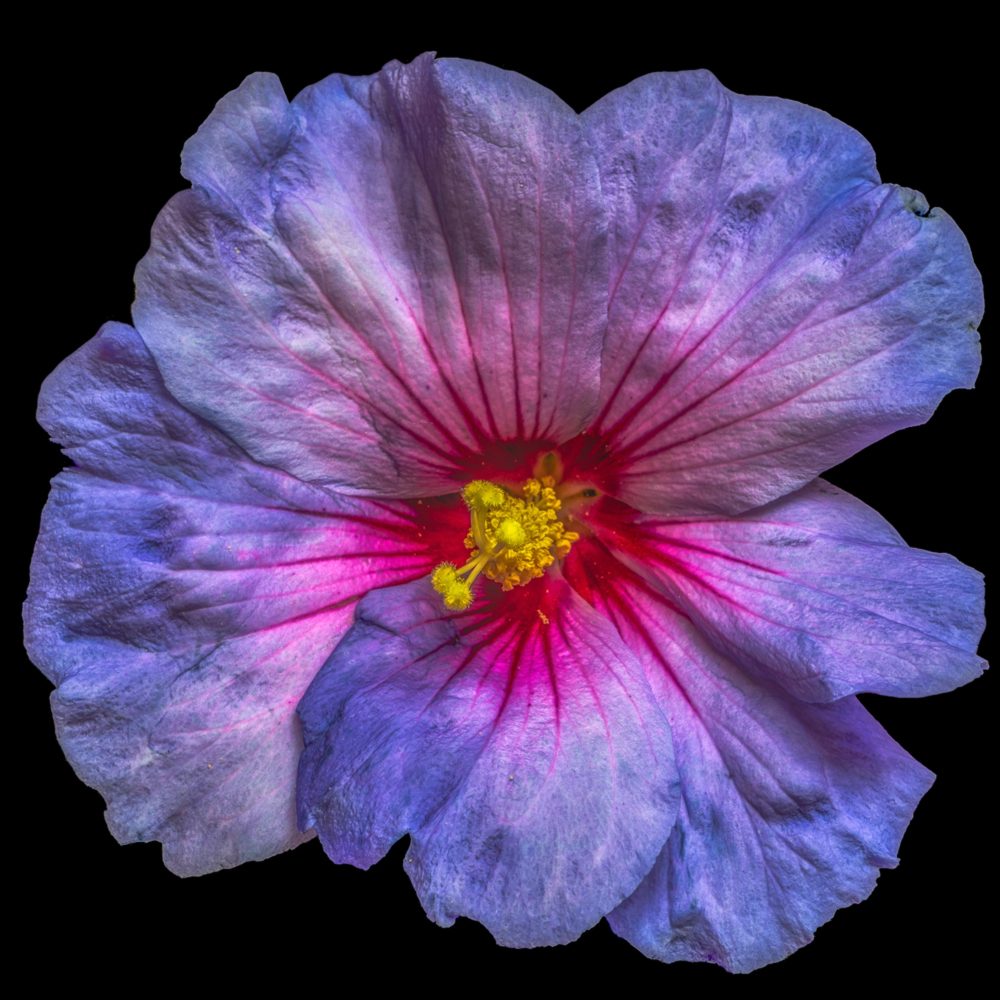 image LAND Alubild Hibiskusblüte in Blau und Rosa  | Schubiger Möbel