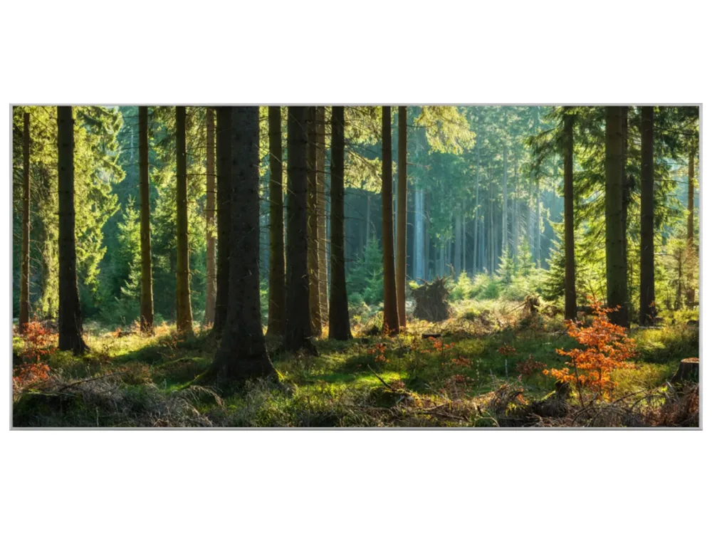 image LAND Bild mit Rahmen Herbstwald  | Schubiger Möbel