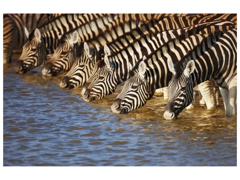 image LAND Alubild Zebras am Fluß  | Schubiger Möbel